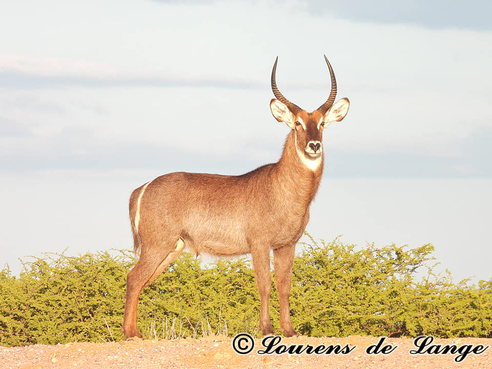 South Africa Game Drive Photos