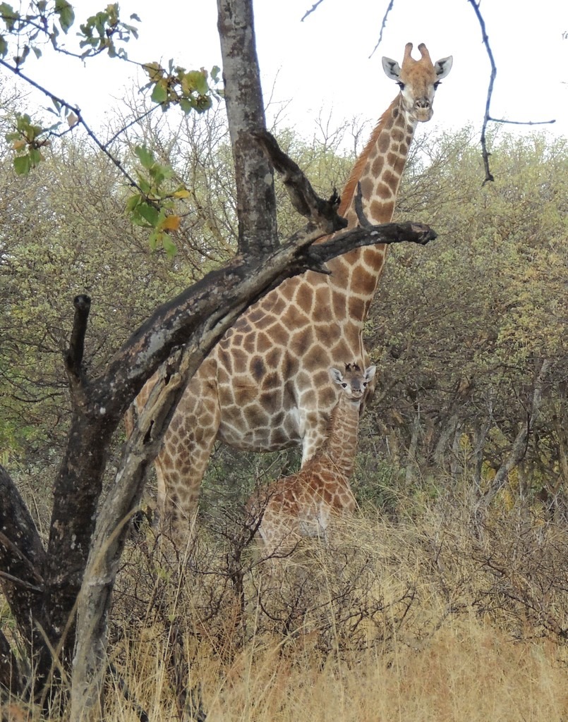 South Africa Game Drive