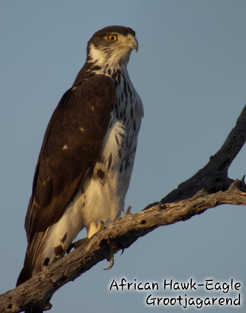 South Africa Hunting Bird Watching Photos