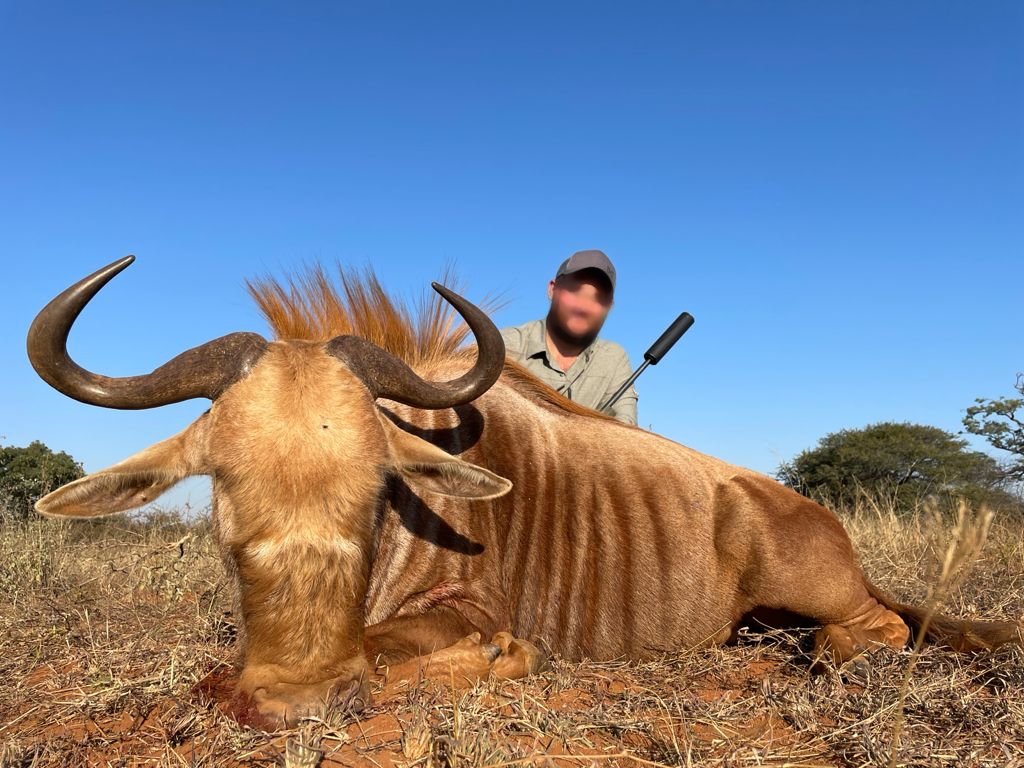 wildebeest_20210612 0106